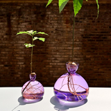 Vase en verre pour avocat | Fleux | 28