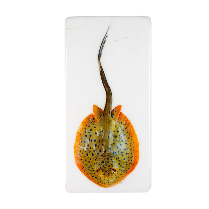 Blue Polka Dot Stingray Wall Decor - 20 x 40 cm 