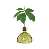Glass vase for avocado | Fleux | 20