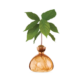 Vase en verre pour avocat | Fleux | 19