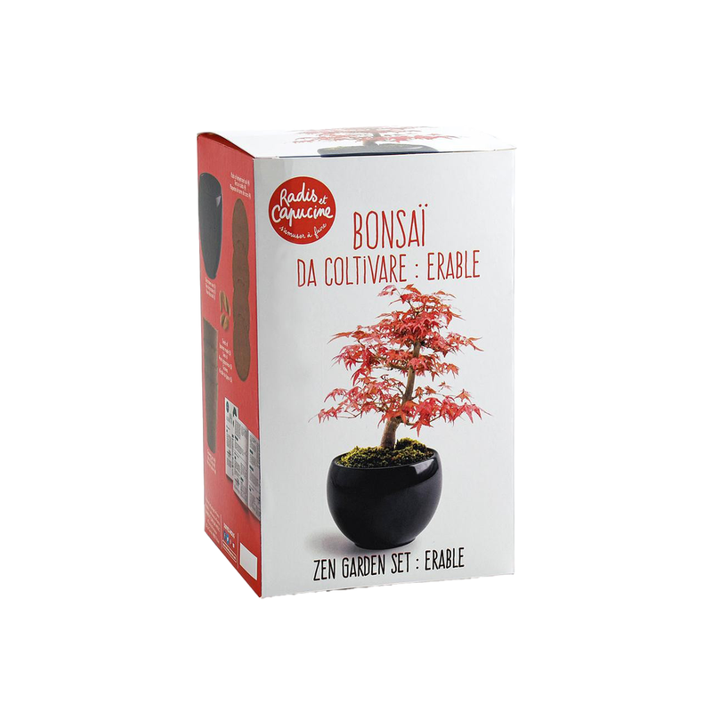 red maple bonsai tree kit Bonsai Kit - Red Maple