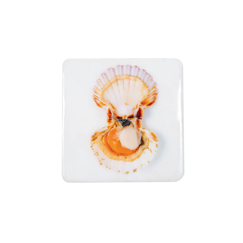 Shell wall decoration - 20 x 20 cm 