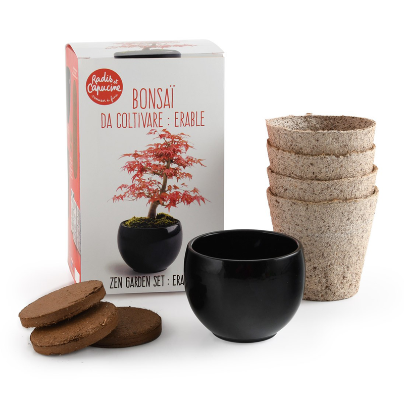 red maple bonsai tree kit Bonsai Kit - Red Maple