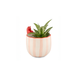 Pot peeking Lobster | Fleux | 6