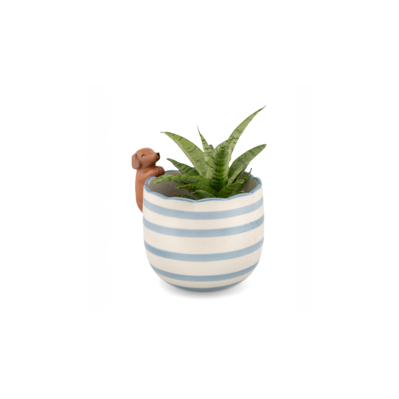 Pot peeking Sausage Dog