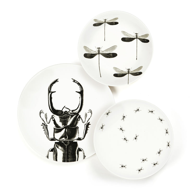 Deep plate - Dragonfly