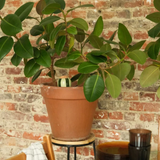 Diffuseur d'eau naturel Olla | Fleux | 40