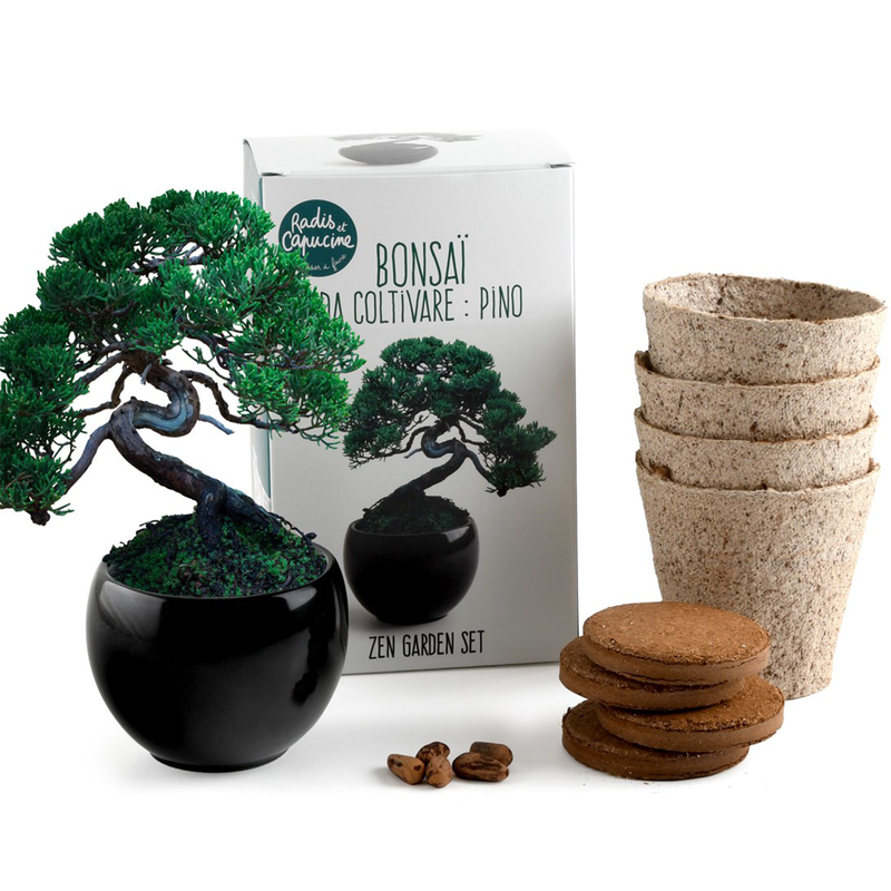 bonsai tree kit barnes and noble Bonsai Kit - Pine