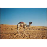 Simple Use Camera 200/27 Classicolor | Fleux | 15