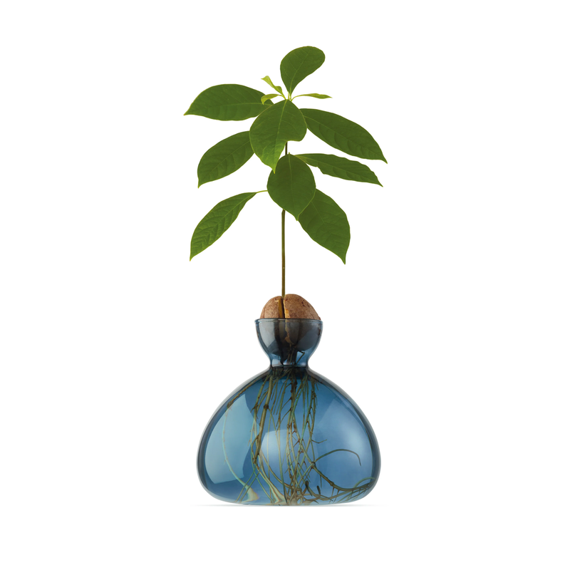 Glass vase for avocado