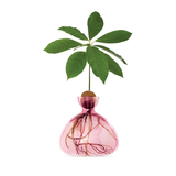Glass vase for avocado | Fleux | 5