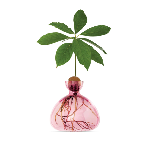 Glass vase for avocado