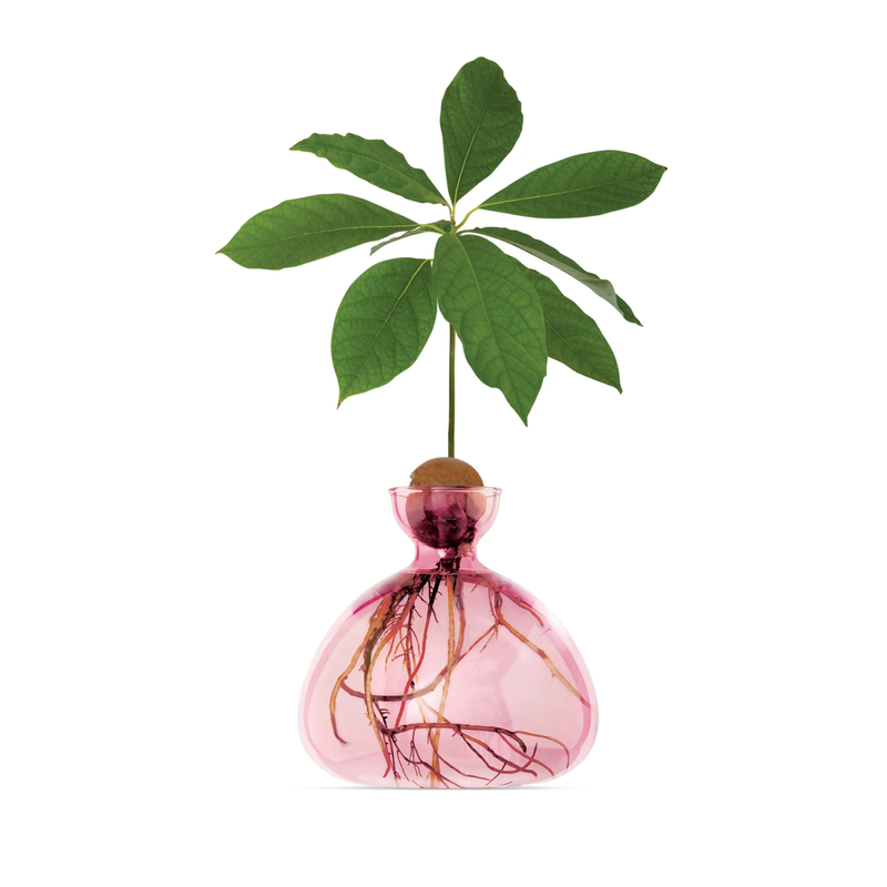 Glass vase for avocado