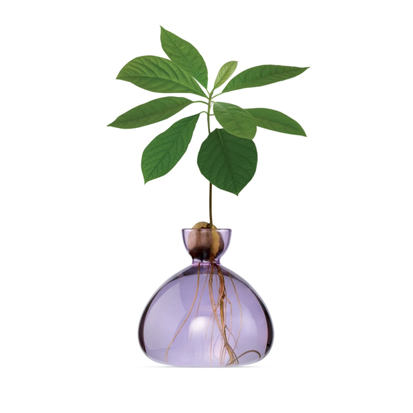 Glass vase for avocado