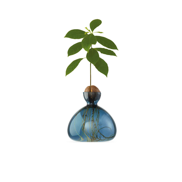 Cosmic Acorn Glass Vase