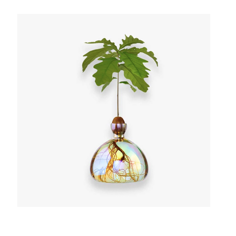 Cosmic Acorn Glass Vase