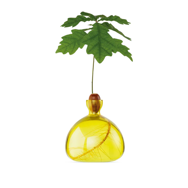 Vase en verre pour gland