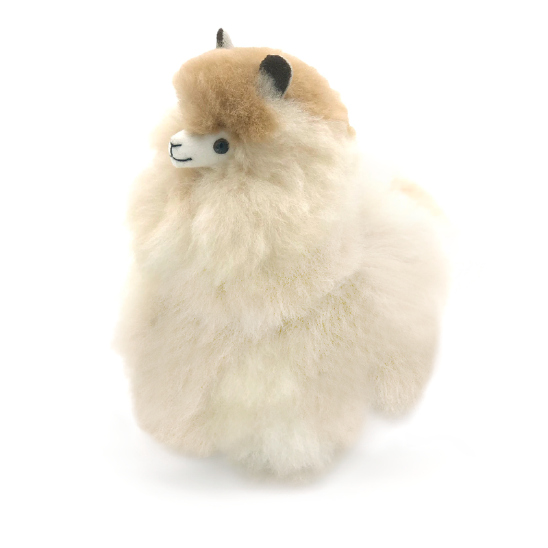 Lama Alpaga Sahara
