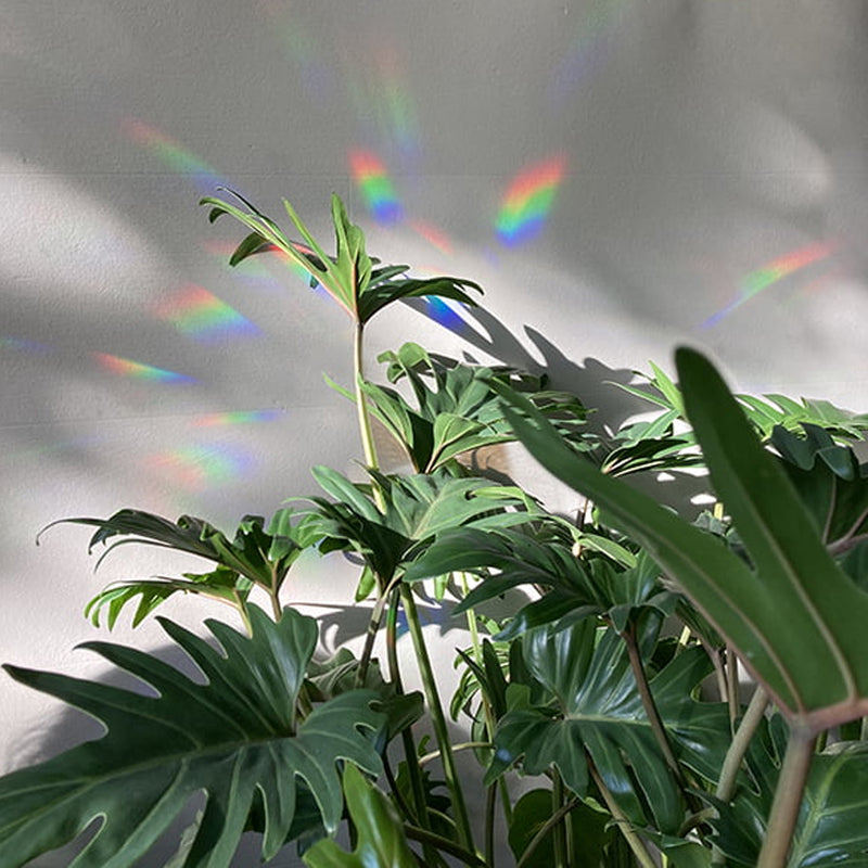 Sticker Arc-En-Ciel Flourish