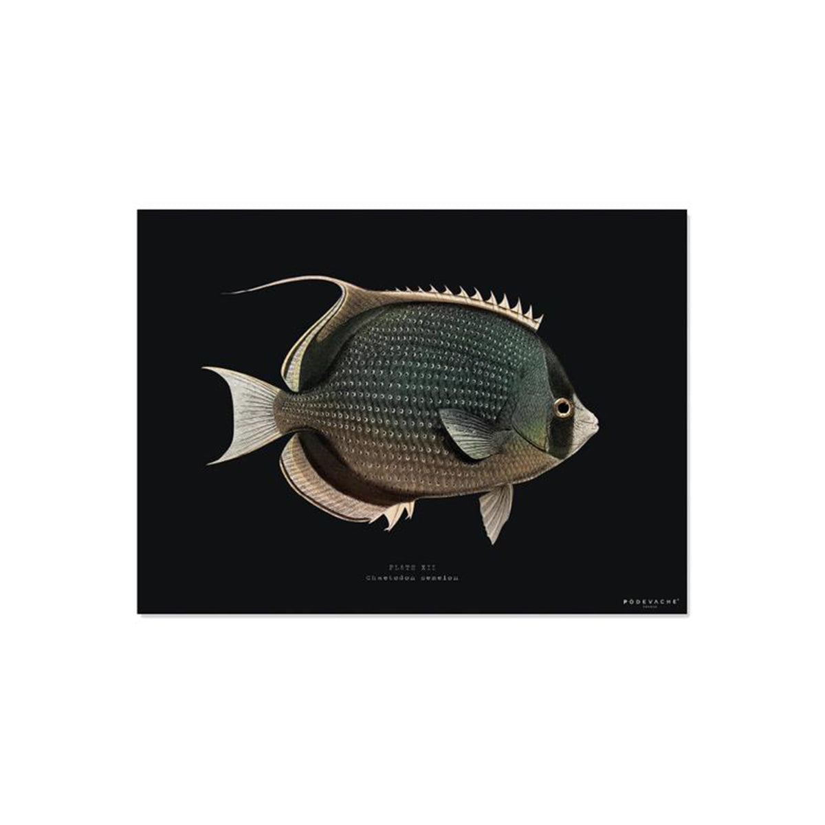 set de table rectangle poisson mystery en vinyle - 33 x 45 cm - noir