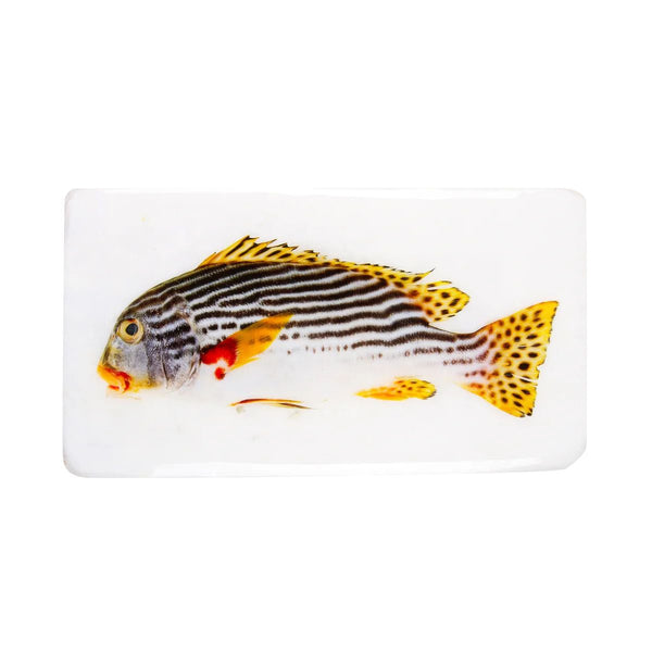 Sweetlip fish wall decoration on a white background - 35 cm x 20 cm