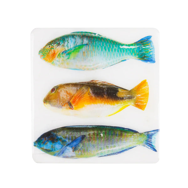 Wall decoration Three parrot fish on a white background - 20 cm x 20 cm