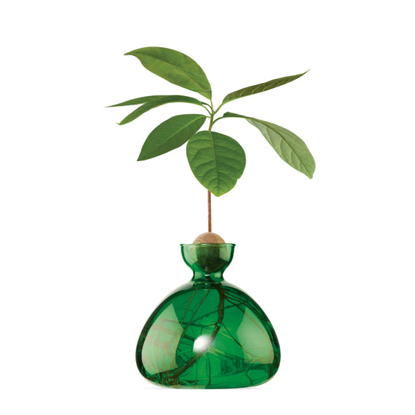 Glass vase for avocado